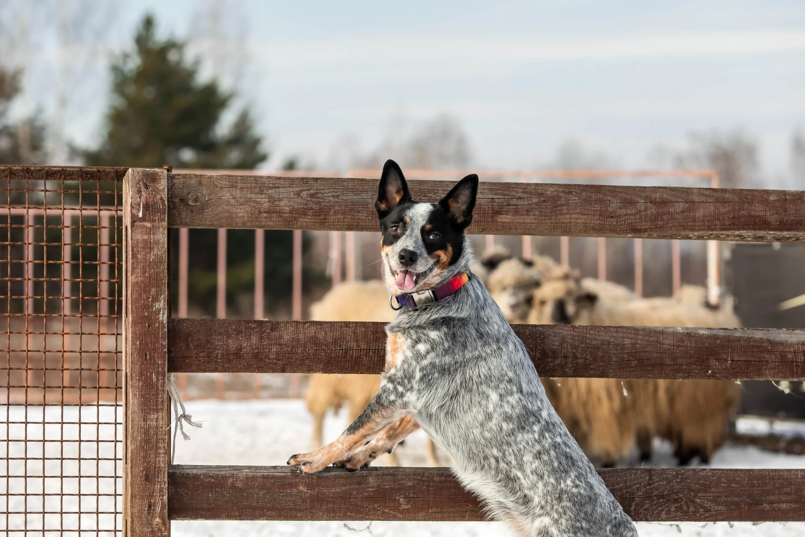 Dog