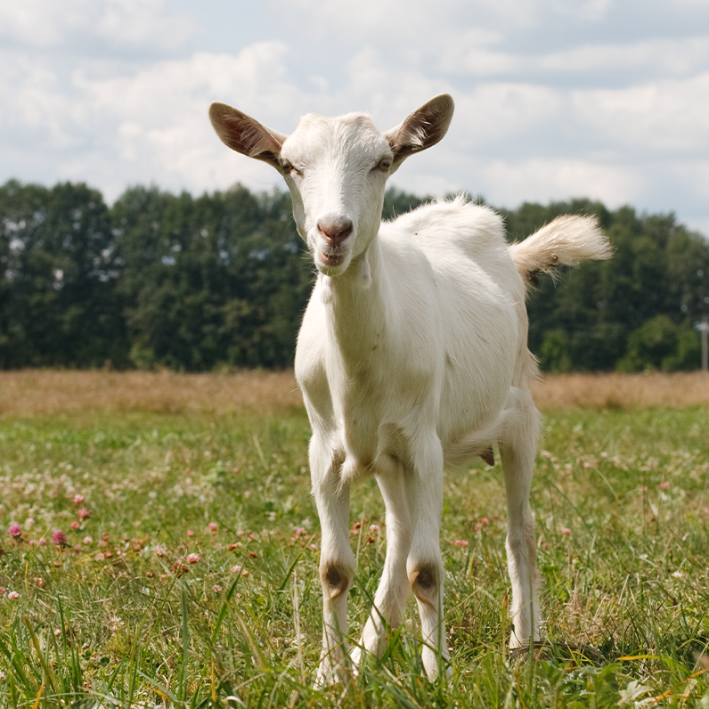 Goat in a field