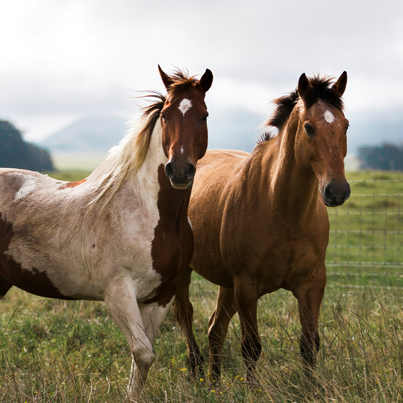 Two horses standing in a field