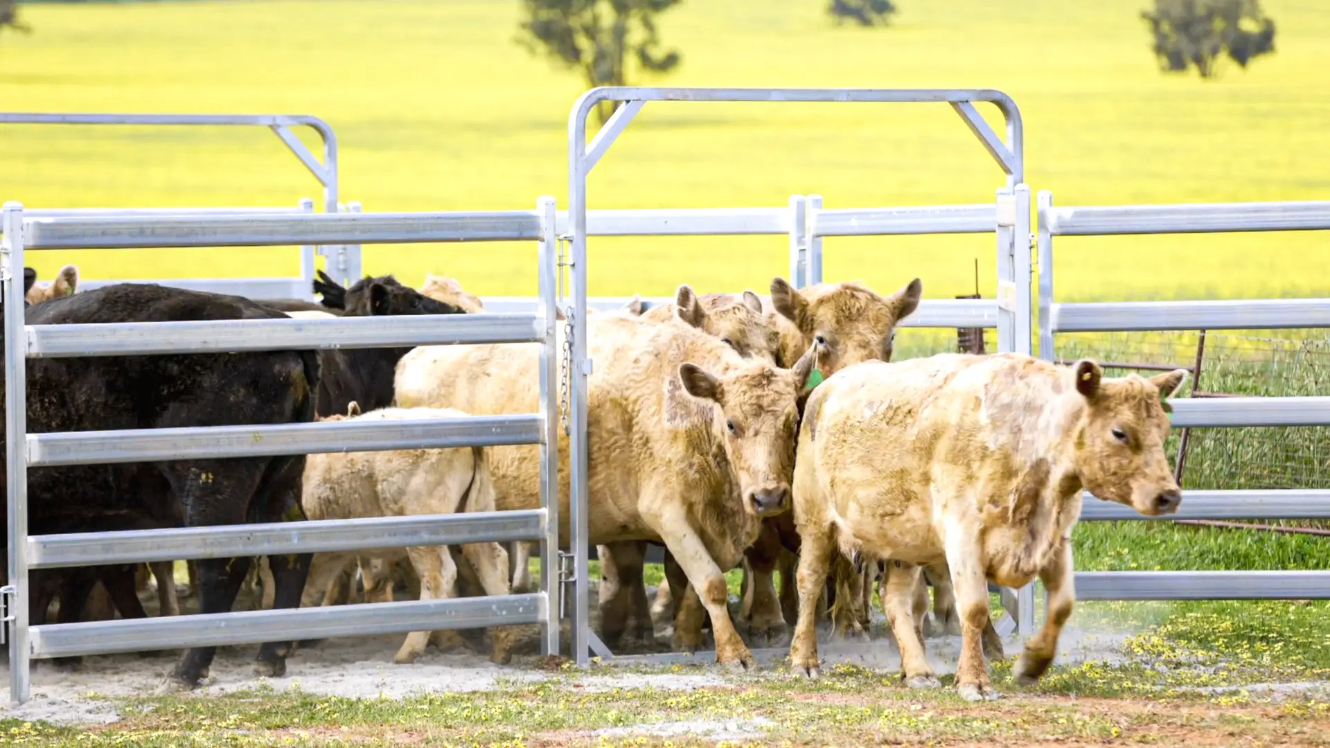 Cattle Products