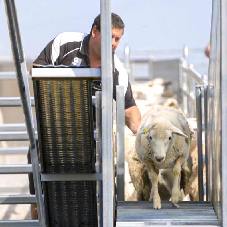 Sheep & Goat
